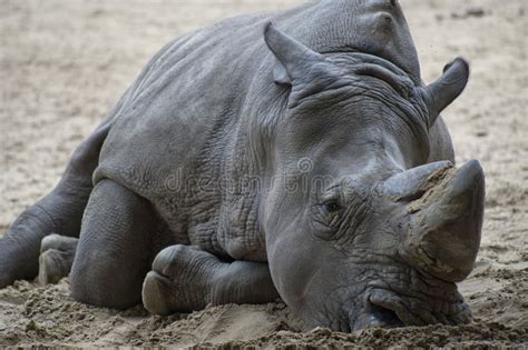 A Sad Rhino Lying on the Sand. Stock Image - Image of gray, rhinoceros: 28509075