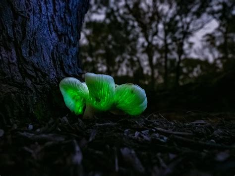 Naturally Bioluminescent Mushroom : r/mycology