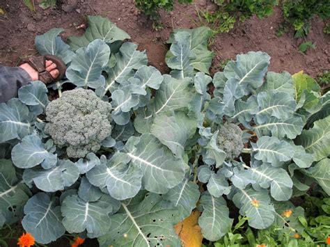 Brassica oleracea (Broccoli, Brussels Sprouts, Kohlrabi, Sea Cabbage, Silverwhips, Sprouting ...