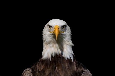 MEET OUR BIRDS | American Eagle Foundation