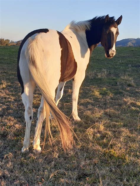 Pin by Sandy Dickson on Millawa Ranch Paints | Horses, Animals, Painting