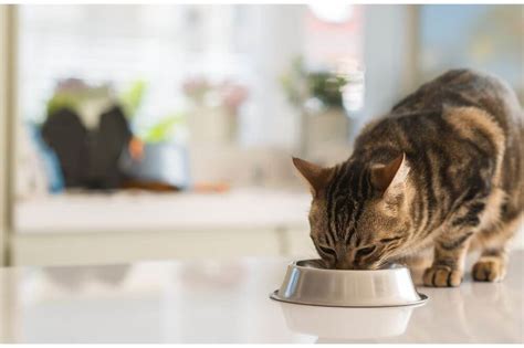 7 Best Cat Food for Allergies - Ship Shape Pets