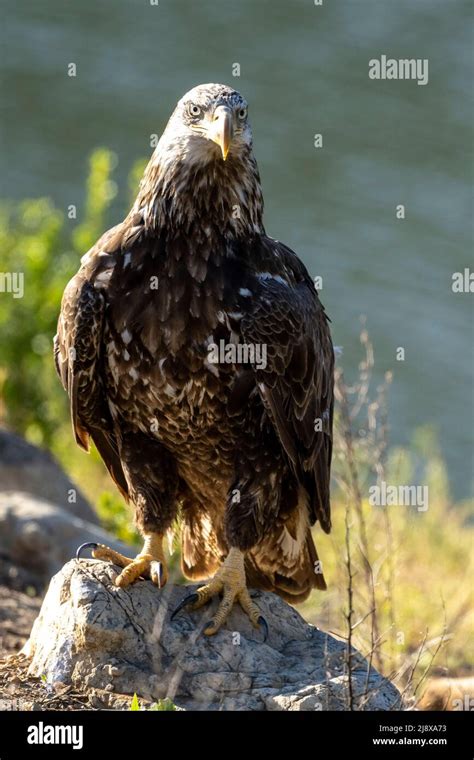 Juvenile bald eagle Stock Photo - Alamy