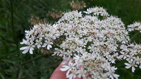 Common Hogweed (Heracleum Sphondylium) Identification