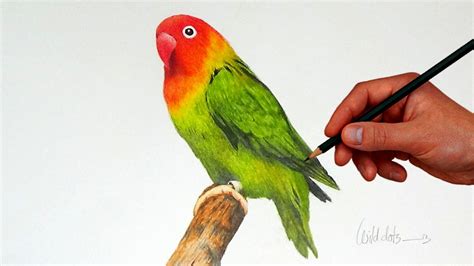 Love Birds Drawing Images at GetDrawings | Free download