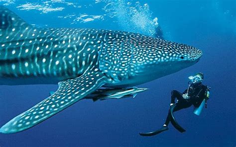 A whale shark encounter in the Maldives - Telegraph