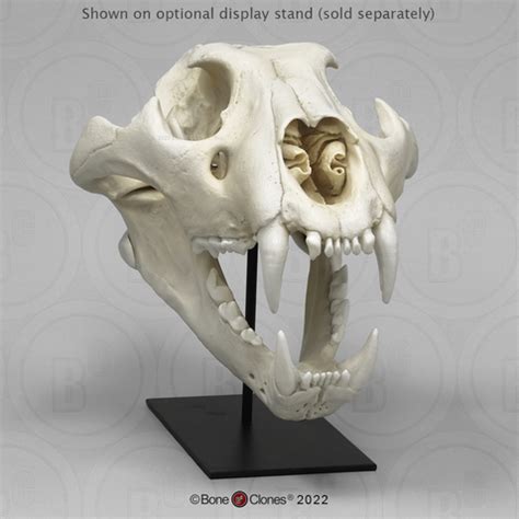 Extra Large African Lion Skull, Male - Bone Clones - Osteological ...