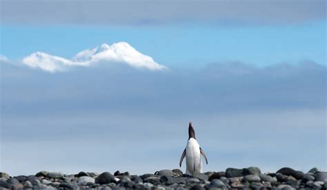 Antarctica Photography Tour by Darter Photography