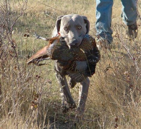 PM Weimaraners | Hunting Dog Breeders