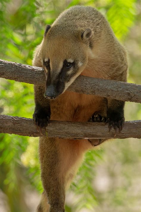 Coati | San Diego Zoo Animals & Plants