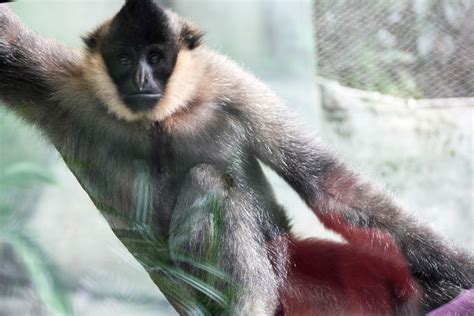 KC Zoo Zoo, Photography, Animals, Photograph, Animales, Animaux ...