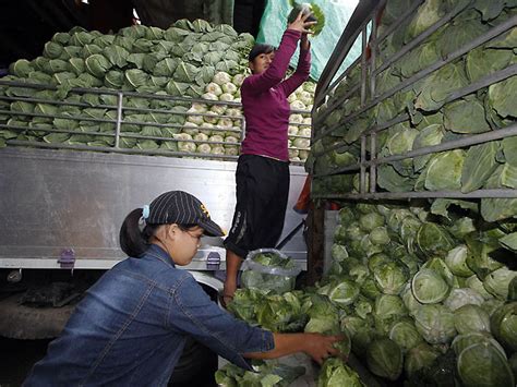 Benguet farmers fret over effects of cold weather on vegetables │ GMA News Online