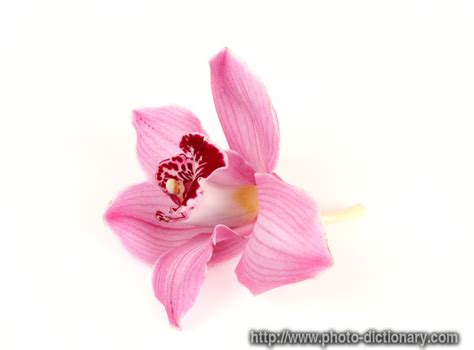 pink orchid - photo/picture definition at Photo Dictionary - pink orchid word and phrase defined ...