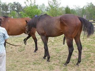 Breeding Horses (2004) | At a horse riding farm in Calhoun C… | Flickr