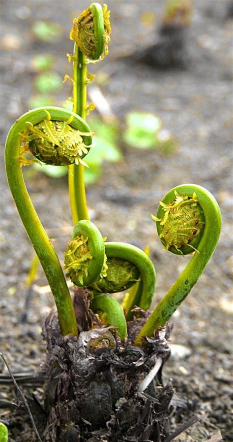 Fiddlehead Fern 28 | Fiddlehead ferns, Ferns, Spirals in nature