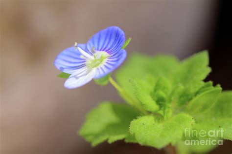 Veronica flower macro Photograph by Gregory DUBUS