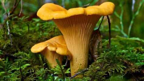 (Italiano) Cantharellus cibarius: Sistematica, Etimologia, Habitat, Descrizione ...