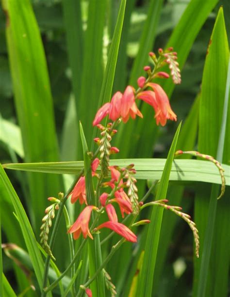 Crocosmia Plant Growing & Care Guide for Gardeners