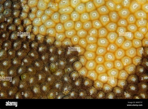 Climate change, coral bleaching, Pacific Ocean Stock Photo - Alamy