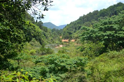 Background Pemandangan Hutan Hijau Di Pinggiran Kota Zhongshan, Zhongshan, Pinggiran Kota ...