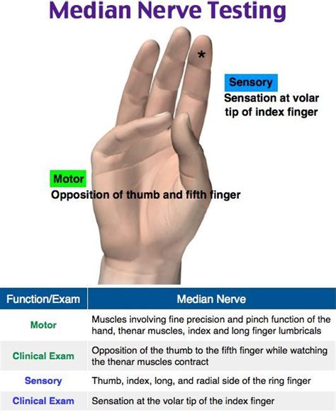 Pin by Janelle Holkema on massage therapy | Medical anatomy, Physical ...