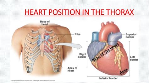 In what anatomical position of the body is the heart located? | Socratic