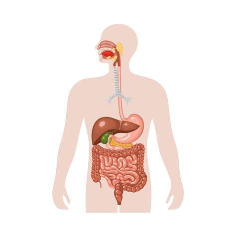 Easy Human Digestive System Model - Human Biology for Kids