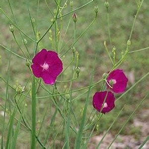 Callirhoe digitata (Fingered Poppymallow, Fingered Poppy Mallow ...