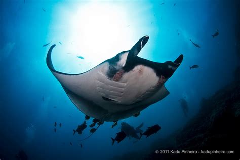 Diving in Socorro Island, Mexico - Bluewater Dive Travel