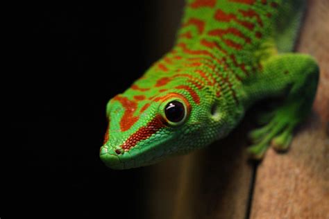 Phelsuma grandis by xSchattenkindx on DeviantArt