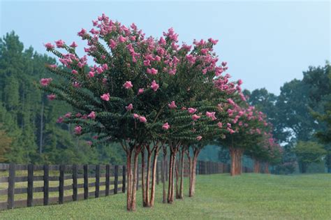 Caring For Crape Myrtle Trees - Wells Brothers Pet, Lawn & Garden SupplyWells Brothers Pet, Lawn ...