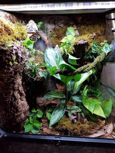 First Vivarium! Good setup for Crested Gecko? : CrestedGecko