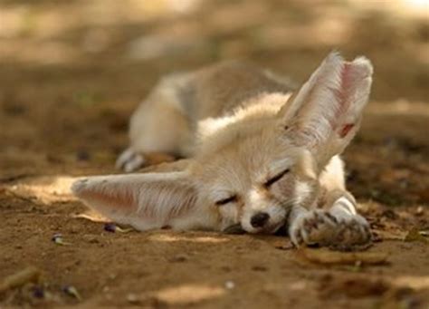 Fennec Fox - ENVIRONMENTAL ADAPTATIONS