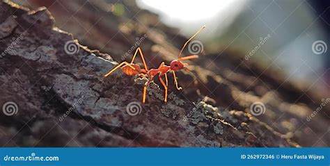 Little Red ant stock photo. Image of bark, little, blur - 262972346