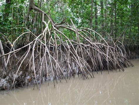 The Bagsy Blog: Commewijne River - Black Mangrove Habitat