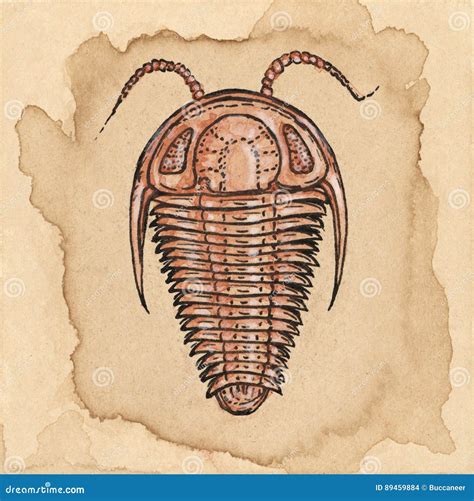 Trilobite drawing stock illustration. Illustration of paper - 89459884