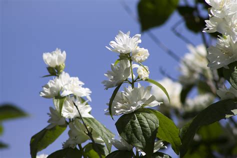 Series of Jasmine Tree Blooms by APlusDesign