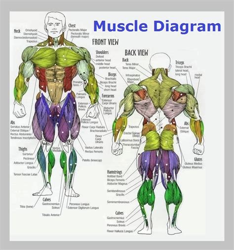 Muscle Anatomy Chart Posterior Muscle Anatomy Human Muscle Anatomy | Porn Sex Picture