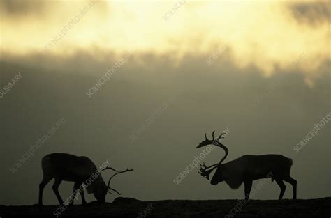 Reindeer male and female - Stock Image - C042/8213 - Science Photo Library