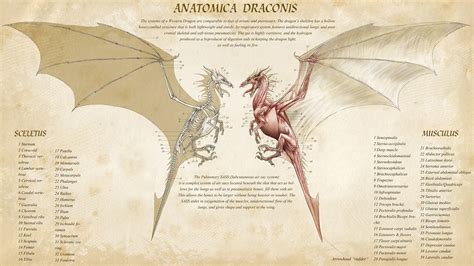 Fantastical Dragon Anatomy HD Wallpaper