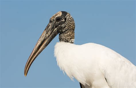 Wood Stork | Audubon Field Guide