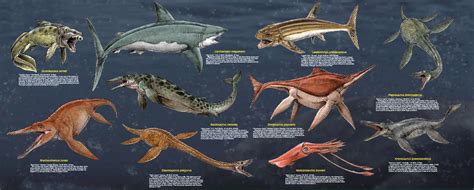 Megalodon Vs Basilosaurus