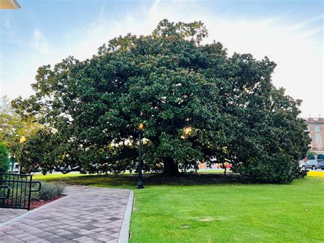 Landmark Magnolia Tree | Explore Georgia