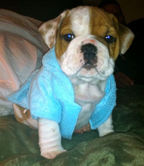 Mr. Wobbles in his bathrobe. | Dog lovers, Cute animals, Animal pictures