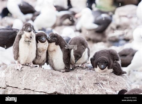 southern rockhopper penguin (Eudyptes chrysocome) group of chicks in creche in breeding colony ...