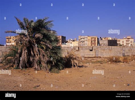 palm tree and cityscape Benghazi Libya Northern Africa Stock Photo - Alamy