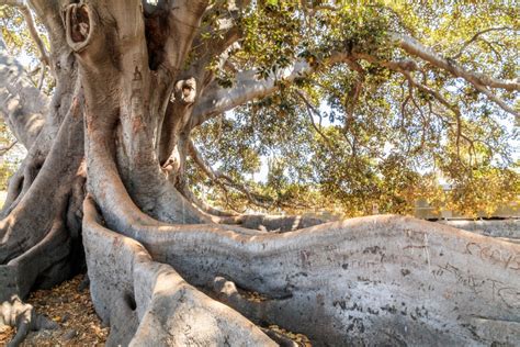 Marvel At The Beauty Of This 80-Foot Fig Tree In Santa Barbara