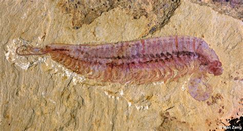 Five-Eyed 520-Million-Year-Old Fossil Reveals Arthropod Origin