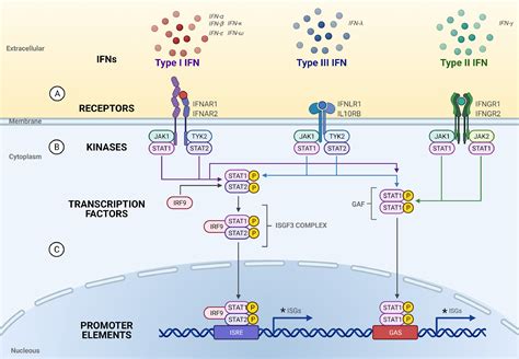 Off balance: Interferons in COVID-19 lung infections - eBioMedicine