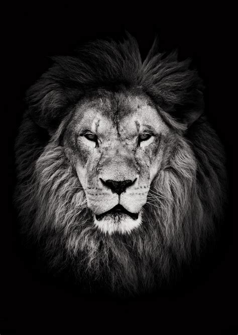 Black and white male lion poster. Premium animal wall art print. Nordic ...